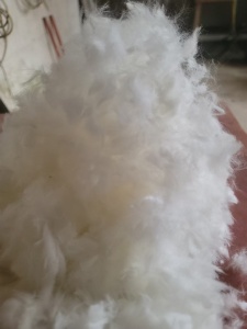 长期出售纯羊毛，加工过的短毛的。厂在河南焦作