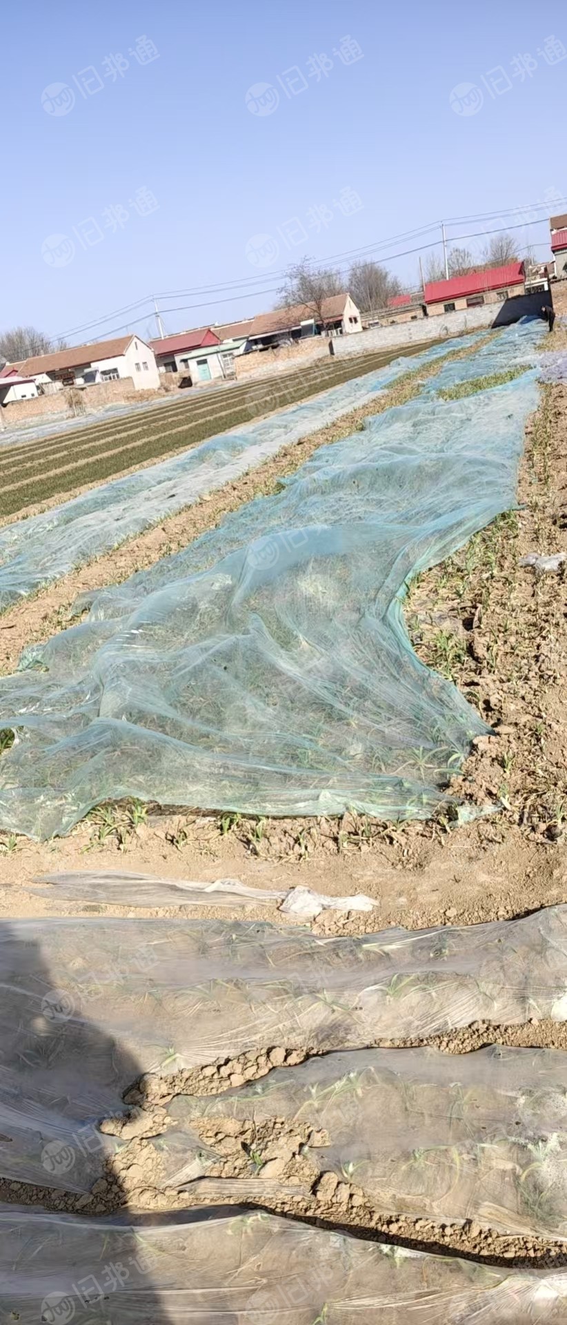出售PE废旧地膜毛料,未压包