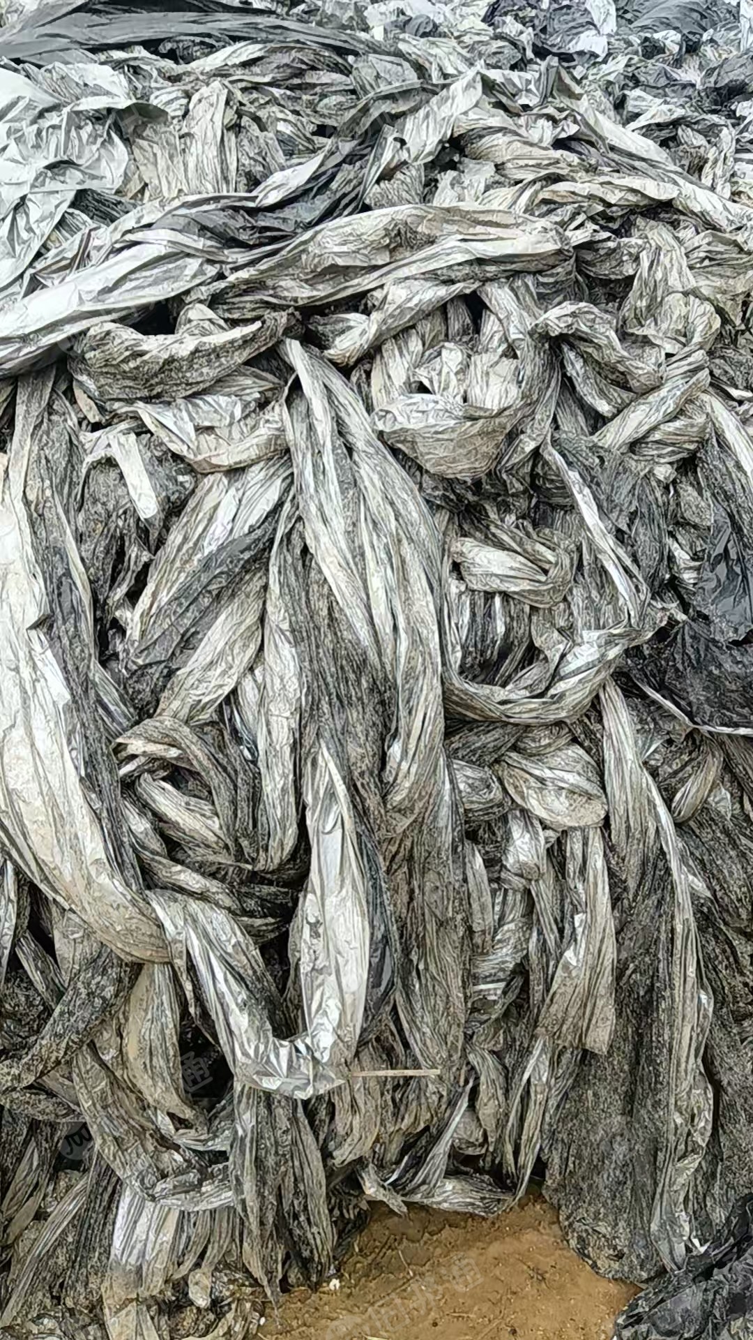 出售PE地膜废料,现货100多吨