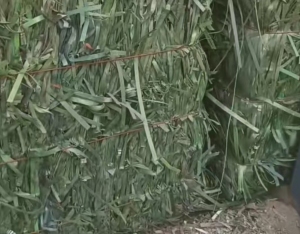 长期出售PET打包带毛料