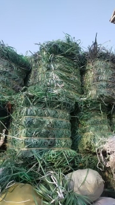 长期出售PET打包带废料