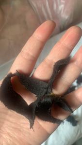 长期出售毛绒玩具下脚料,什么颜色都有,混色出。厂在广东惠州