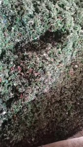 出售漂料PP打包带破碎料，破PET打包带破碎料捞出来的，现货五六吨