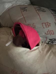 出售纯棉梭织布，现货18吨，河北沧州