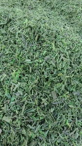 长期出售水洗pet打包带破碎料,可直接上机造粒
