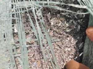 出售橱柜铝板沫子，含铝75到85左右