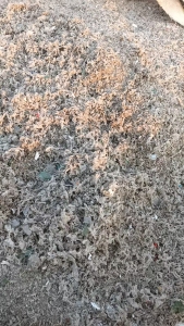 出售破碎亚克力下来的PE膜废料,水洗出来的,长期有货