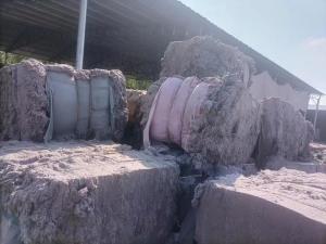 长期出售开花好的夹心棉，中毛，长毛，中毛，月供5吨左右