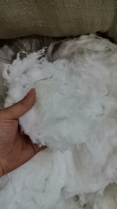 长期出售剪毛机下来的纯涤纶废毛，涤纶废料，现货二十吨左右