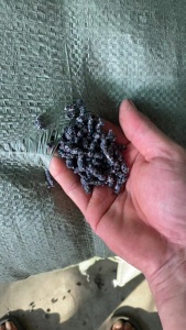 出售毛毛虫料，可注塑，炼油用，现货500吨