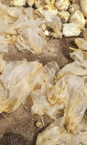 出售低压PE菌菇膜废料，未压包，现货十几车（半挂）