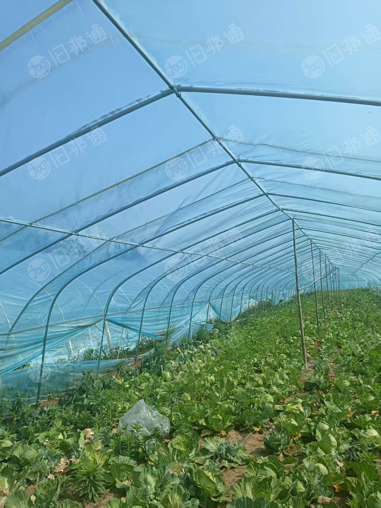 出售大棚膜废料，大概80亩地