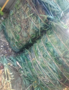 出售PET打包带毛料，PET打包带废料