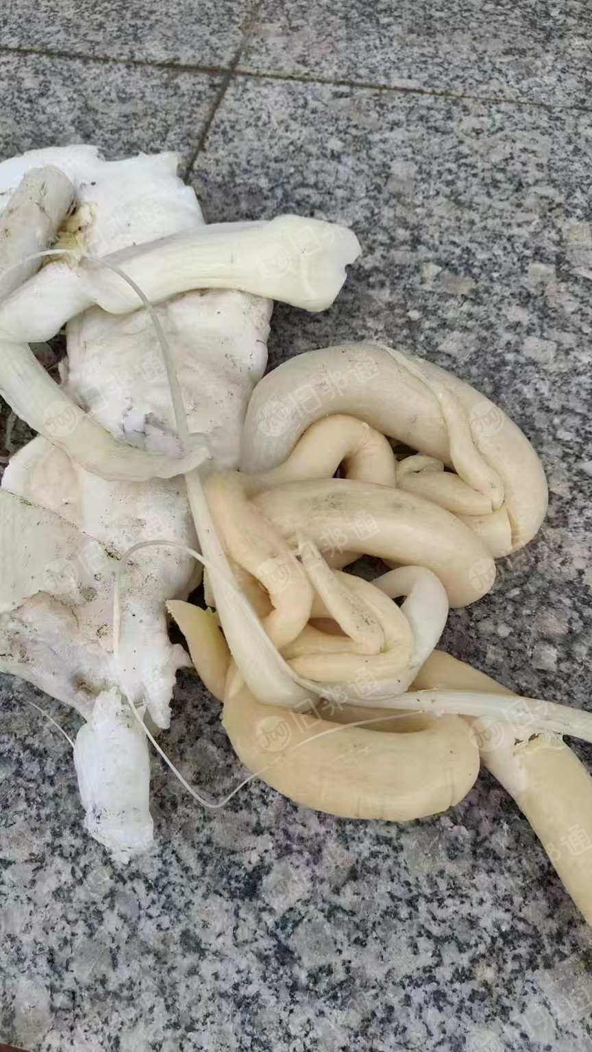 长期出售TPU机头料，现货26吨左右