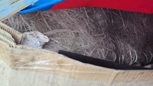 长期出售EVA胶条