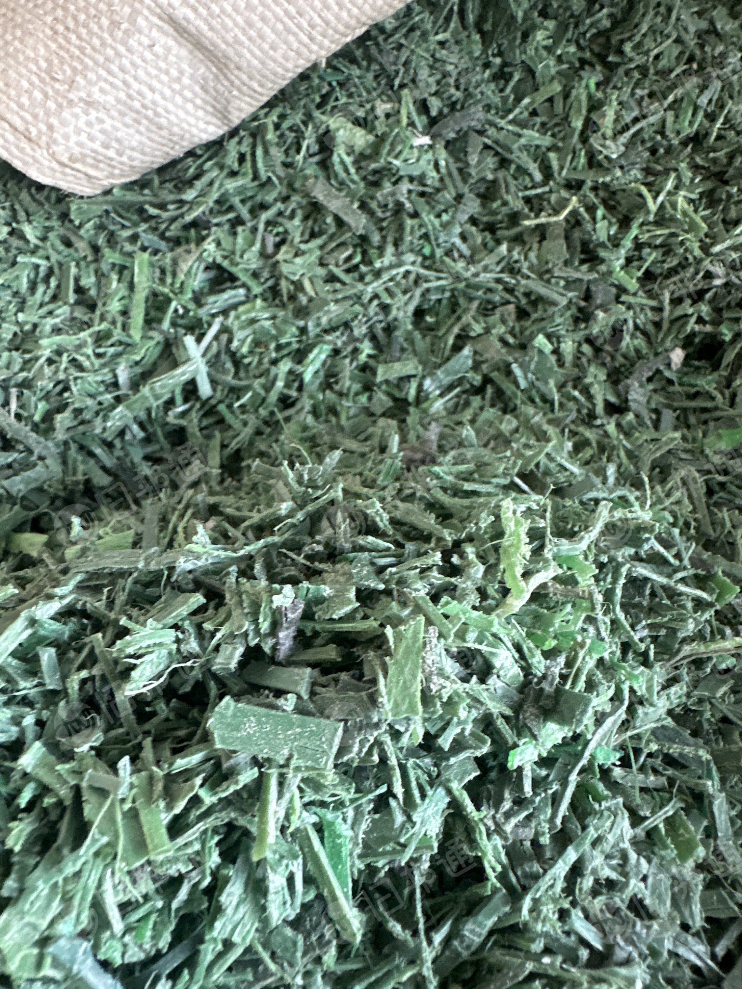 长期出售PET打包带粉碎料，厂货