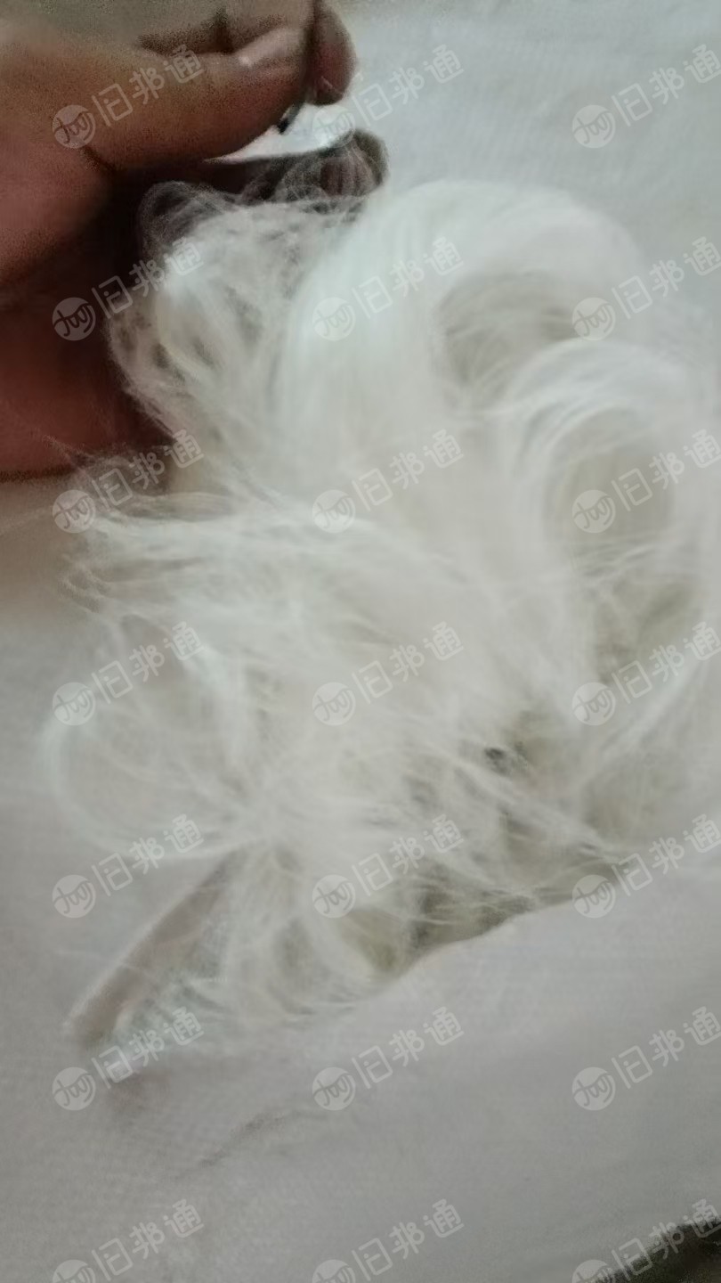 长期出售涤纶弹丝，涤纶浆丝，氨纶废丝，废棉纱，厂在江苏苏州