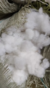 长期出售娃娃棉，现货10吨左右，可以开花用，厂在山东东营