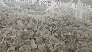 出售水粉PP餐盒破碎料,清洗甩干,无沉底,现货20吨