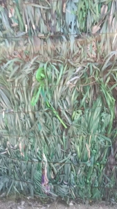 长期出售PET打包带毛料