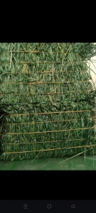 长期出售pet打包带废料，现货够车