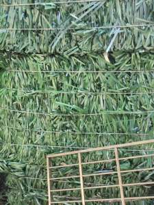 长期出售pet打包带废料