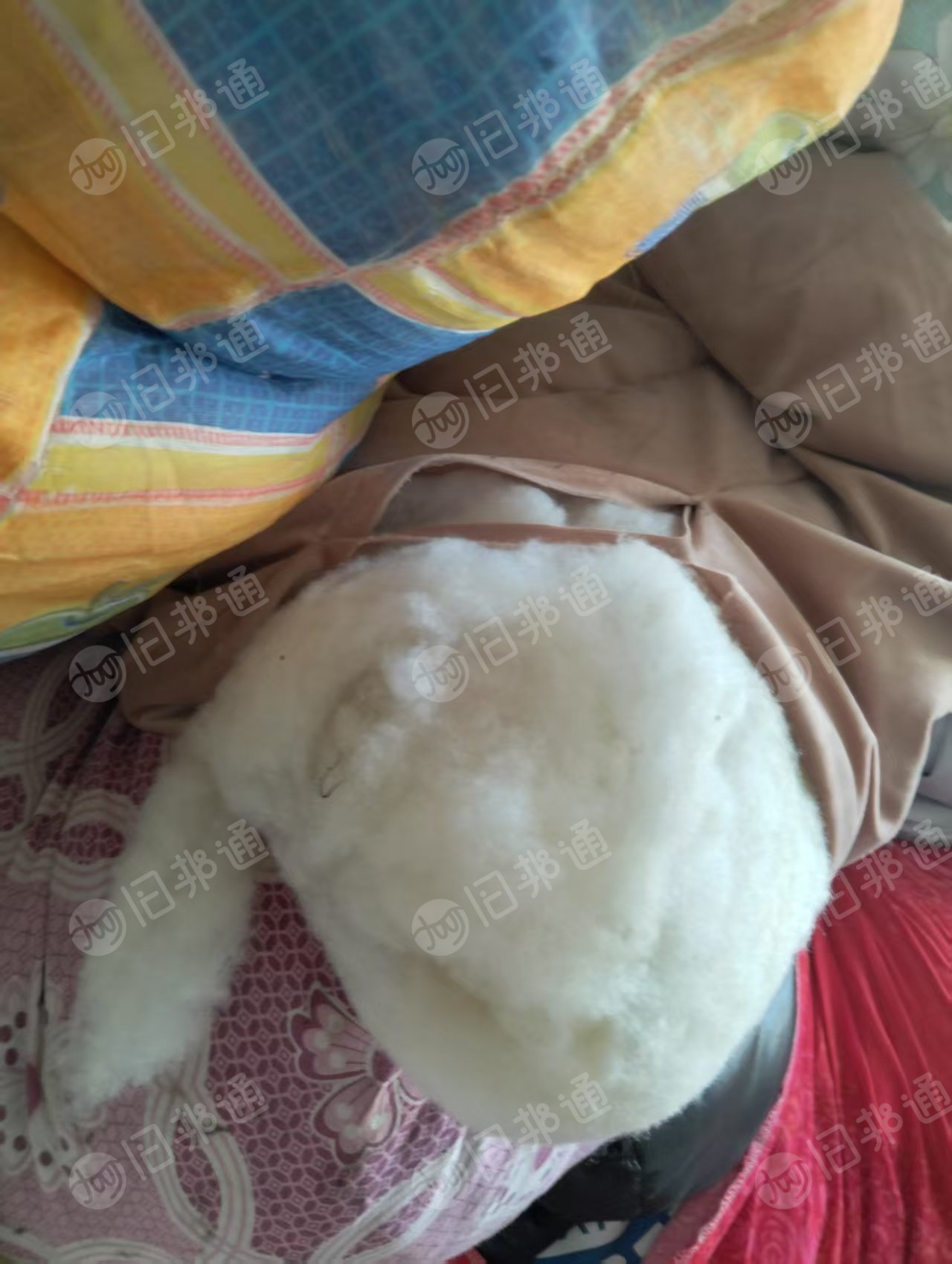 长期出售丝绵被，丝绵，旧棉被，月供5吨左右