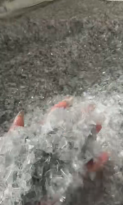 长期大量出售PET吸塑盒破碎料，B级料