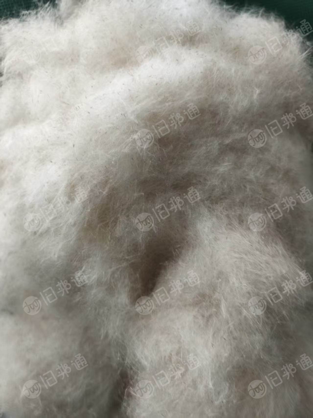 长期出售蒲绒，精品蒲绒