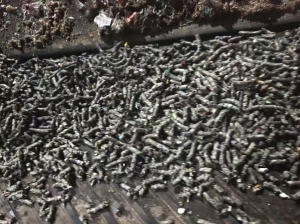 长期出售纸厂毛毛虫料