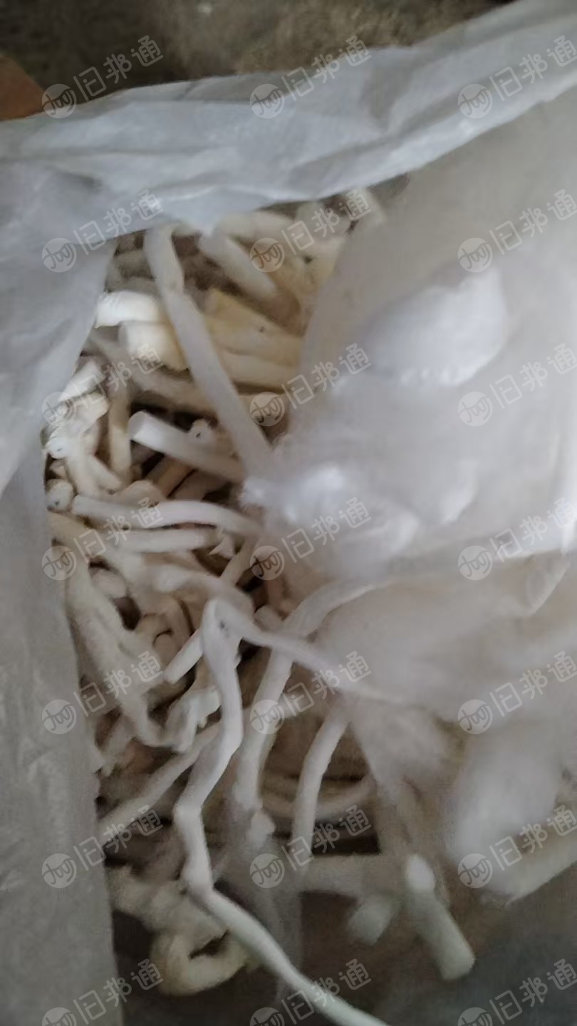 长期出售烟嘴棉，月供几十吨，货在安徽蚌埠