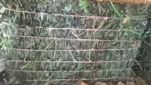 出售PET打包带毛料，现货二十来吨