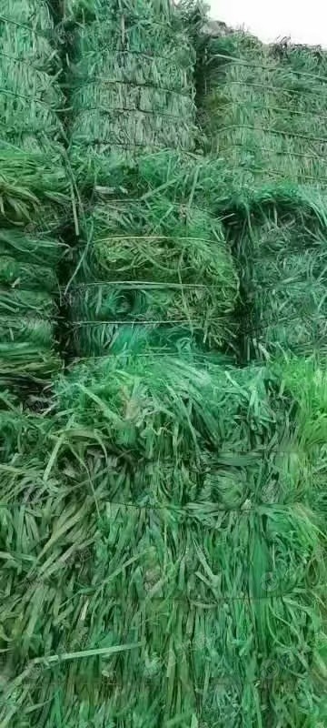 大量收购PET打包带毛料