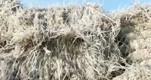 长期出售透明PP打包带毛料