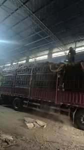 长期大量出售开毛厂废料，下脚料，燃烧料，黑料，货在江苏江阴