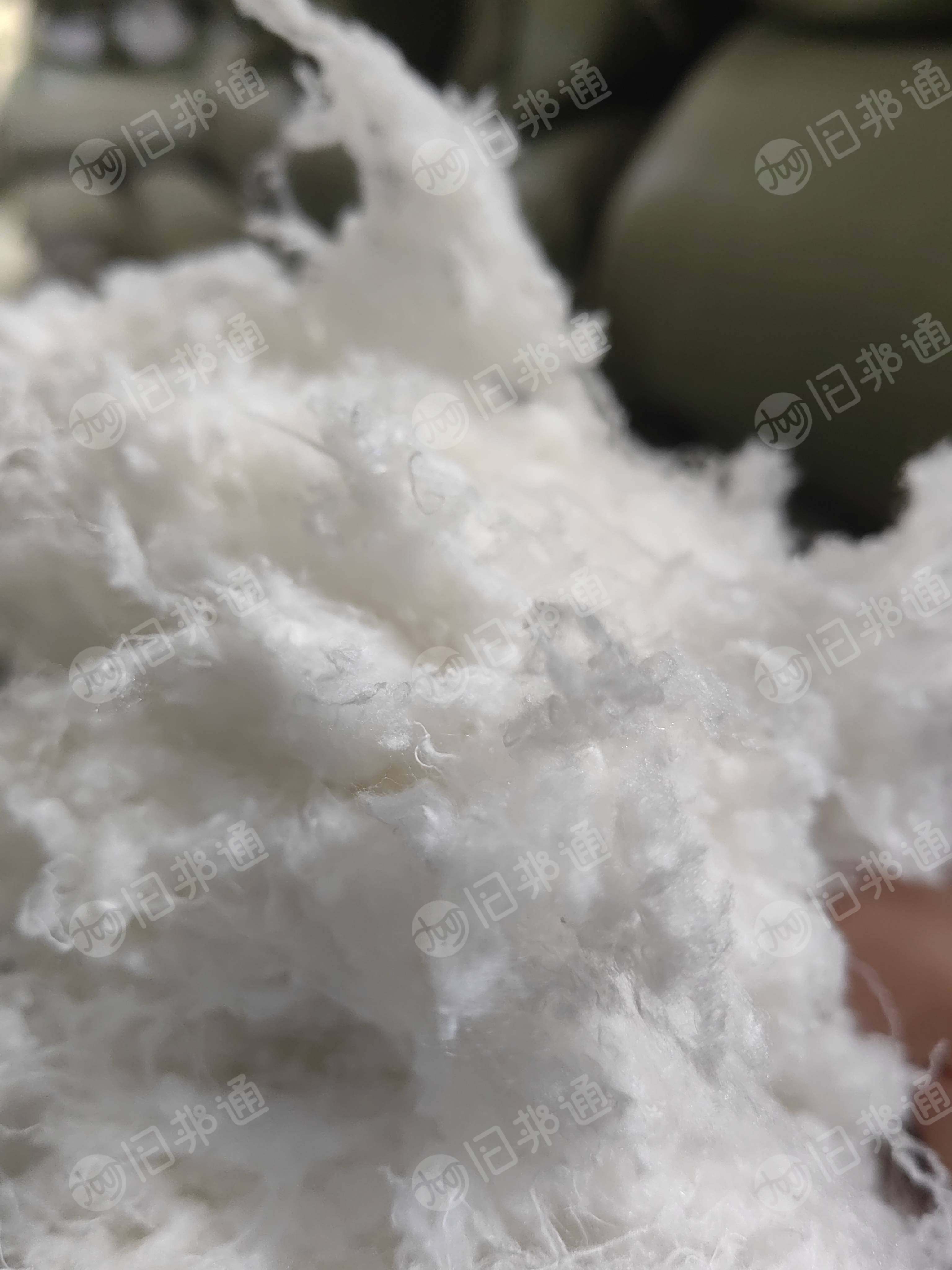 出售纯白的开花好的涤棉废布，涤棉化纤棉，再生棉，涤30棉70