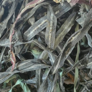 求购铝拉链，不限量收购