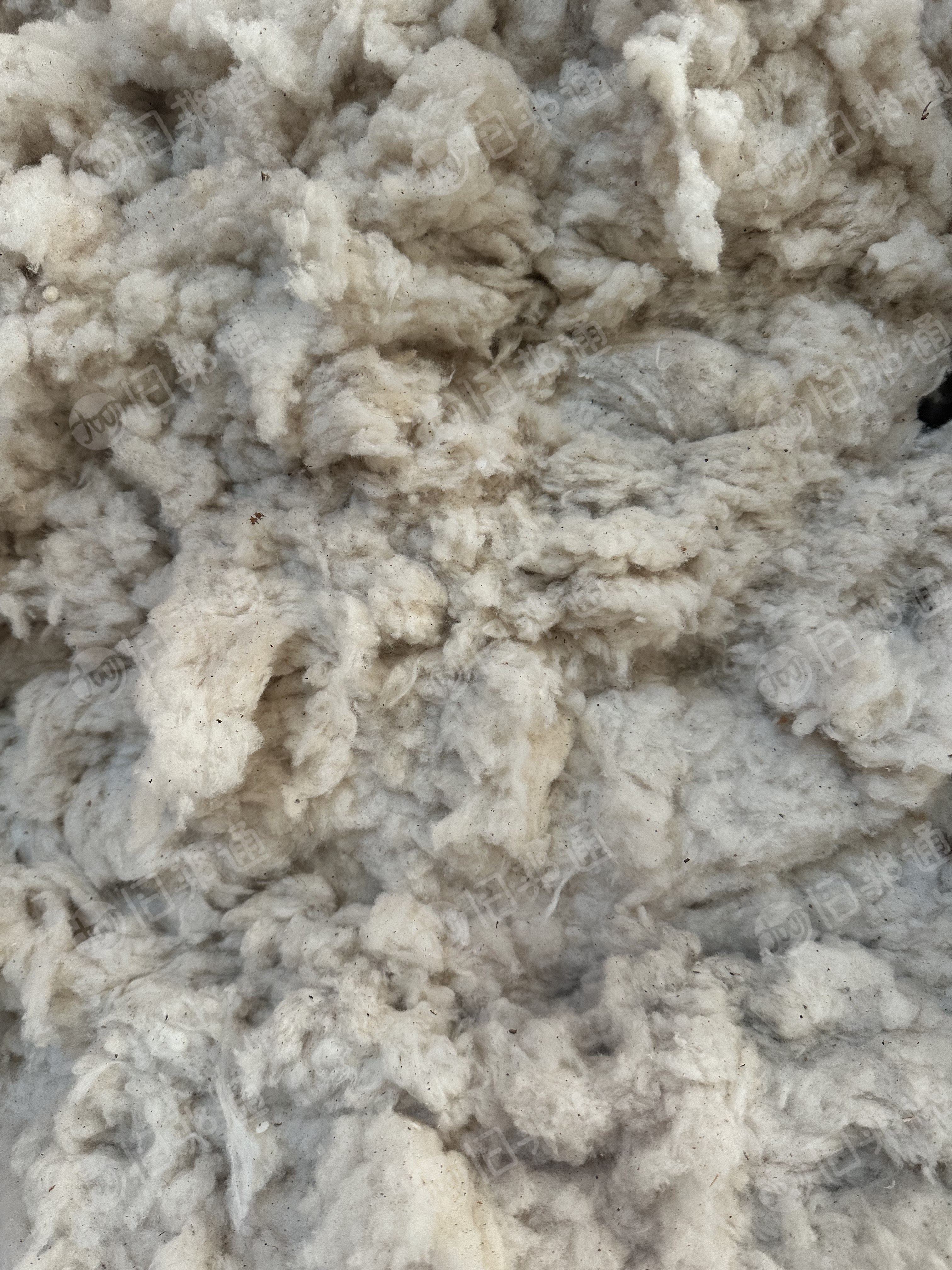 出售纺皮棉落棉下来的纯棉车肚，气流纺32下来，能纺低支纱，货在河北邢台
