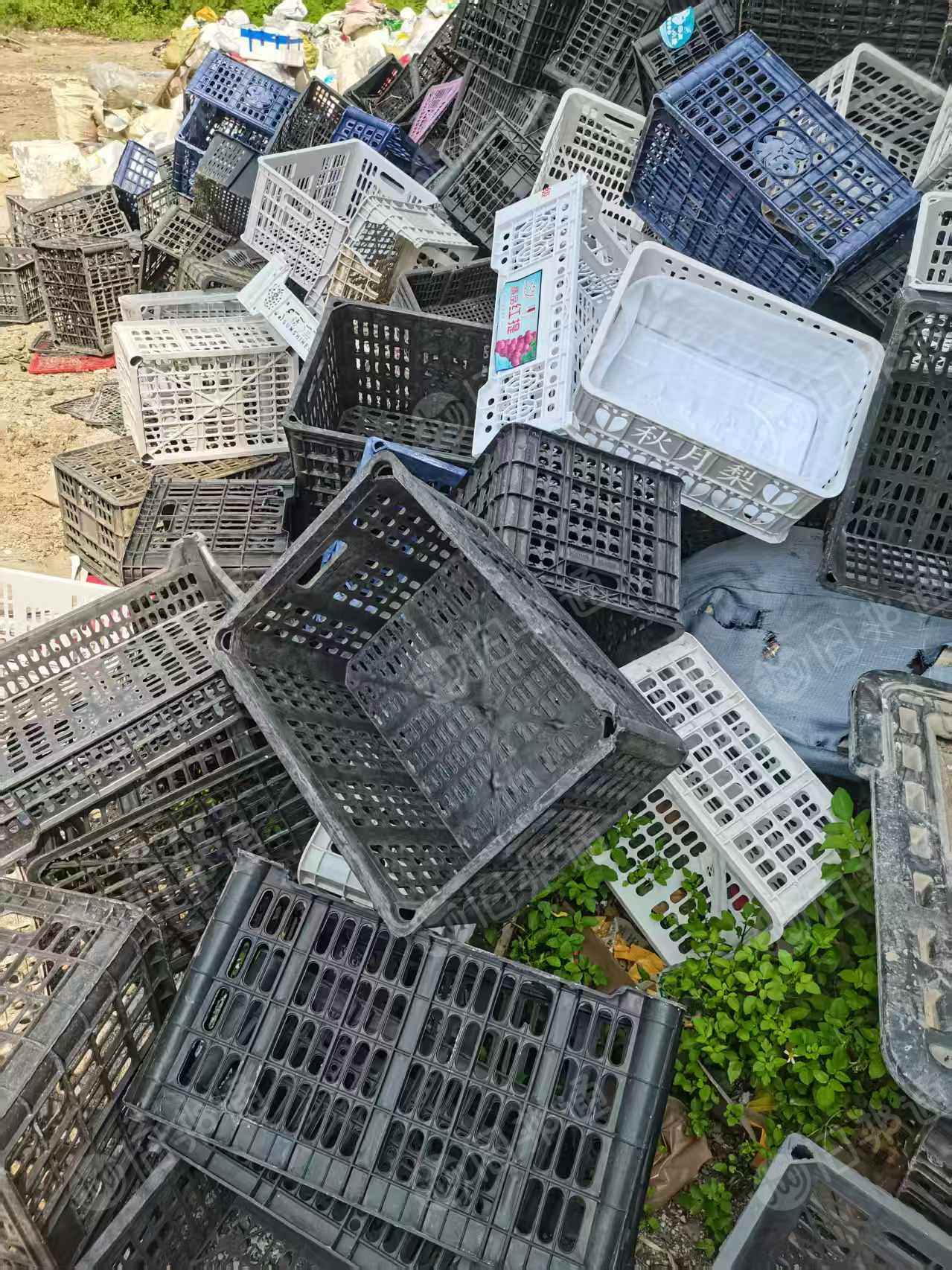 出售PP水果筐毛料
