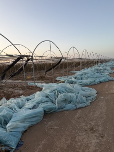 出售废旧大棚膜，1000亩