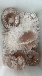 出售透明PVC废料，医用输液管下来的，现货8吨