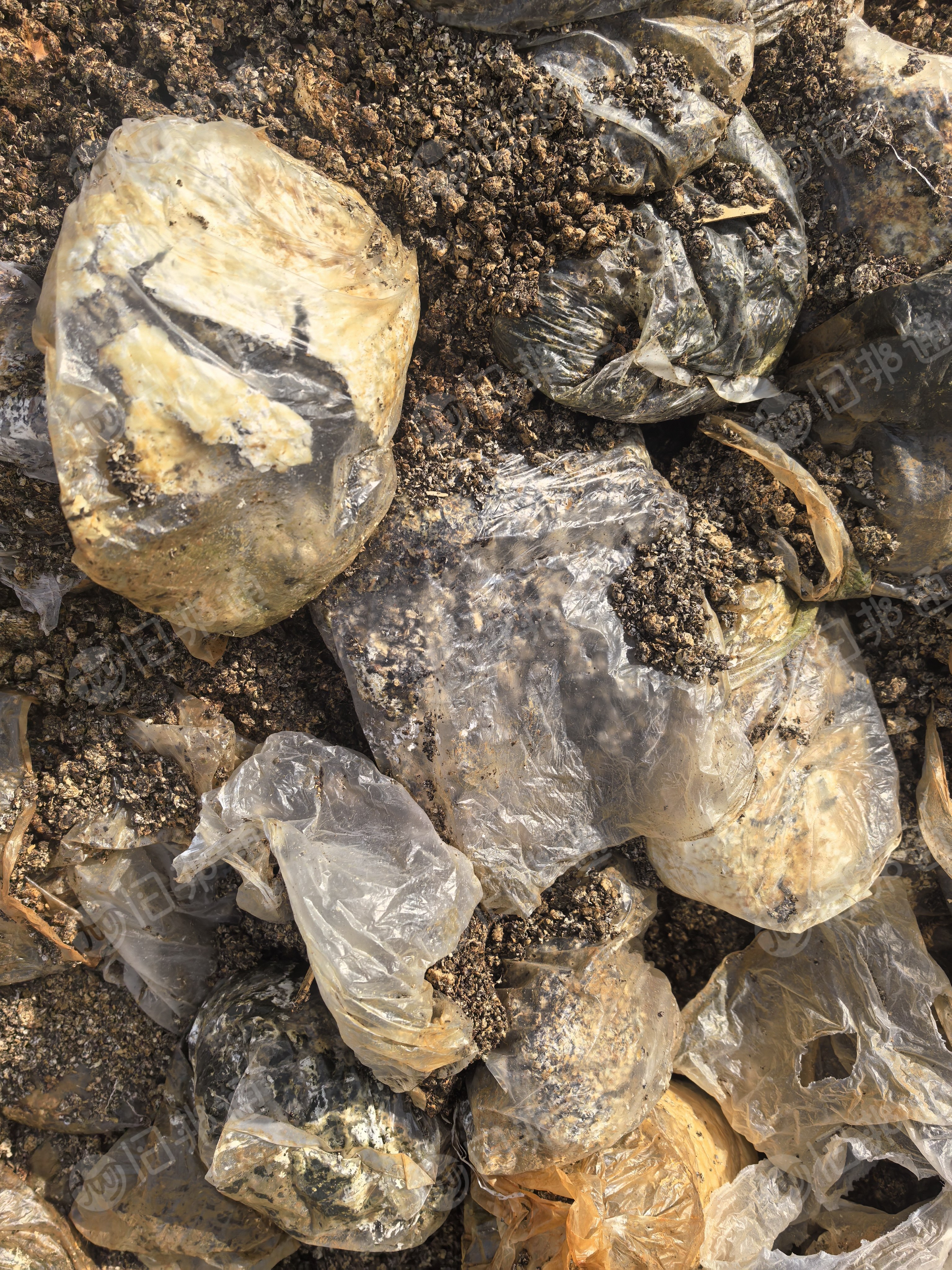 出售PP平菇膜废料，干造的，现货一挂多