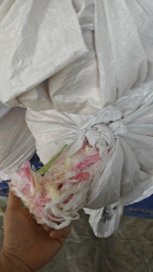 出售气流纺跟环锭纺下来的布边纱，涤棉布边纱，两边纯棉，中间化纤的，花色现货50吨