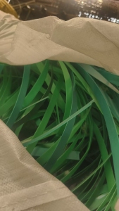 出售pet打包带废料