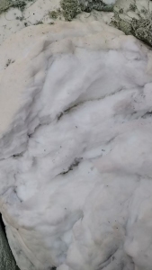 长期免费送全棉绒，毛巾厂机器吹出来的，100%全棉，大部分都是白色的，也有其他颜色的，现货6米8一车