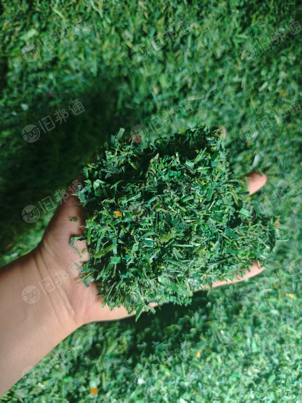 常年出售PET水洗打包带破碎料