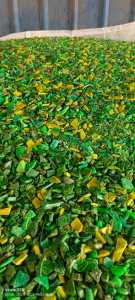 出售PE垃圾桶破碎料，可直接上机，长期有货