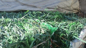 出售PET打包带毛料，现货18~20吨，干净无水