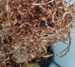 长期出售铜铁屑，铜铁合金，紫铜和铁，现货够车，月供200吨左右