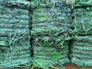 长期求购PET打包带毛料，做破碎